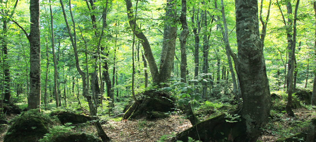 世界遺産　白神山地2