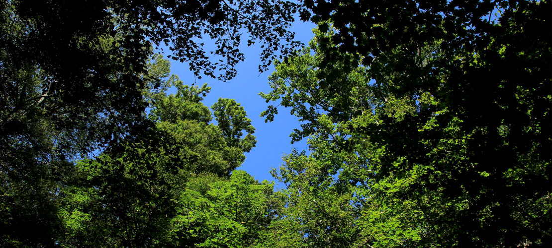 世界遺産　白神山地4