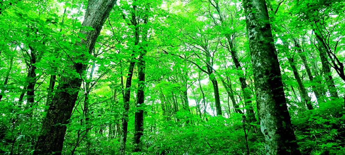 秋田県　白神山地　ブナの原生林